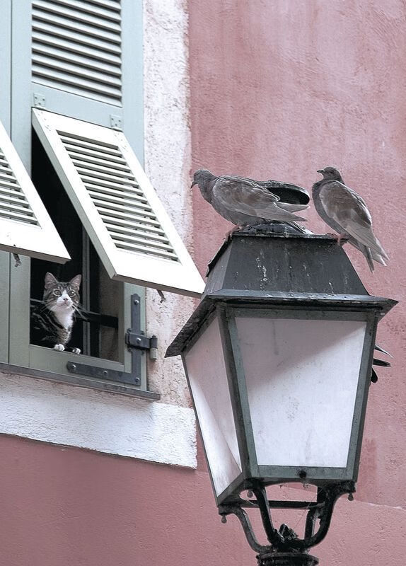 当掘金轻取福建队，一场跨越次元的篮球想象与赵继伟的真实纪录