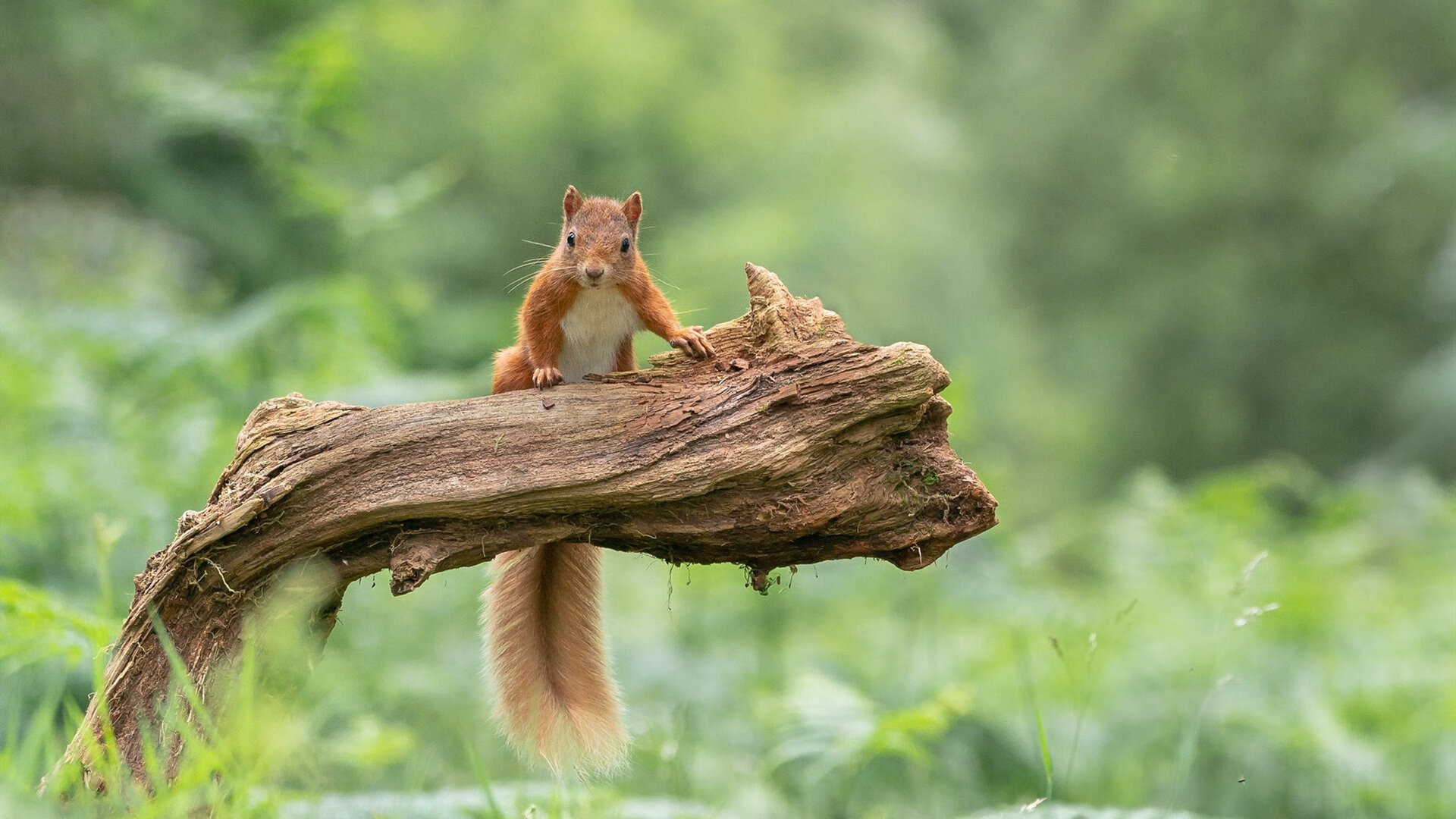 友谊的弧光，一场虚构的跨国乒乓对决
