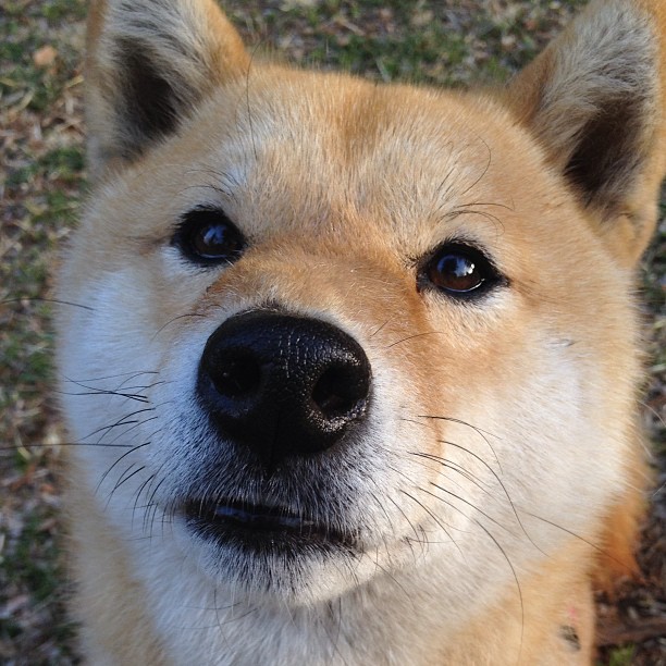 加维反戈一击导演三线碾压，拜仁让曼联的复兴碎成一地残梦