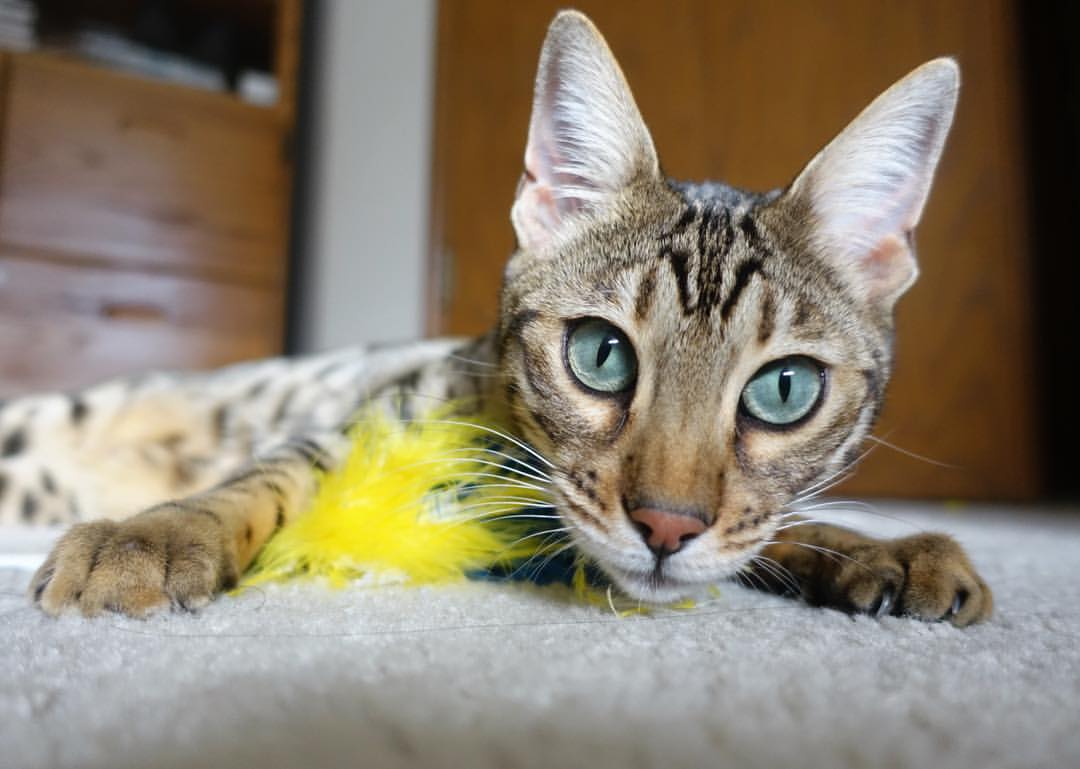 蒙特卡洛启示录，当蒂姆的红土觉醒轻取澳网，一簇火种点燃的不止赛场