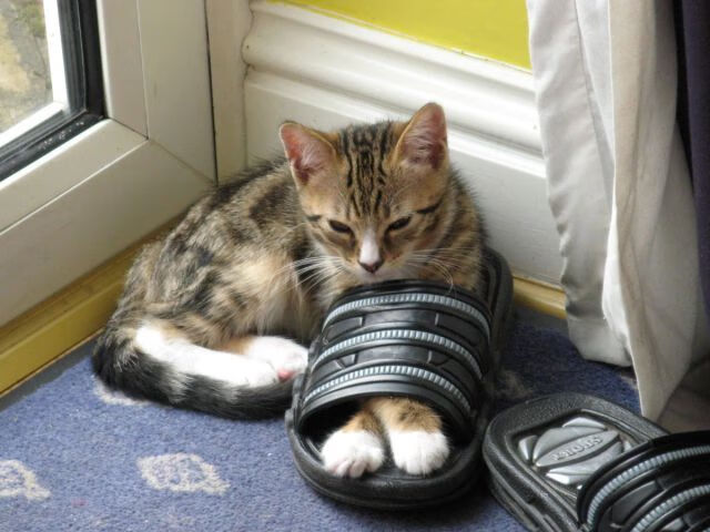 冰与火的交响曲,瑞典队轻取波兰队,张本智和点燃赛场