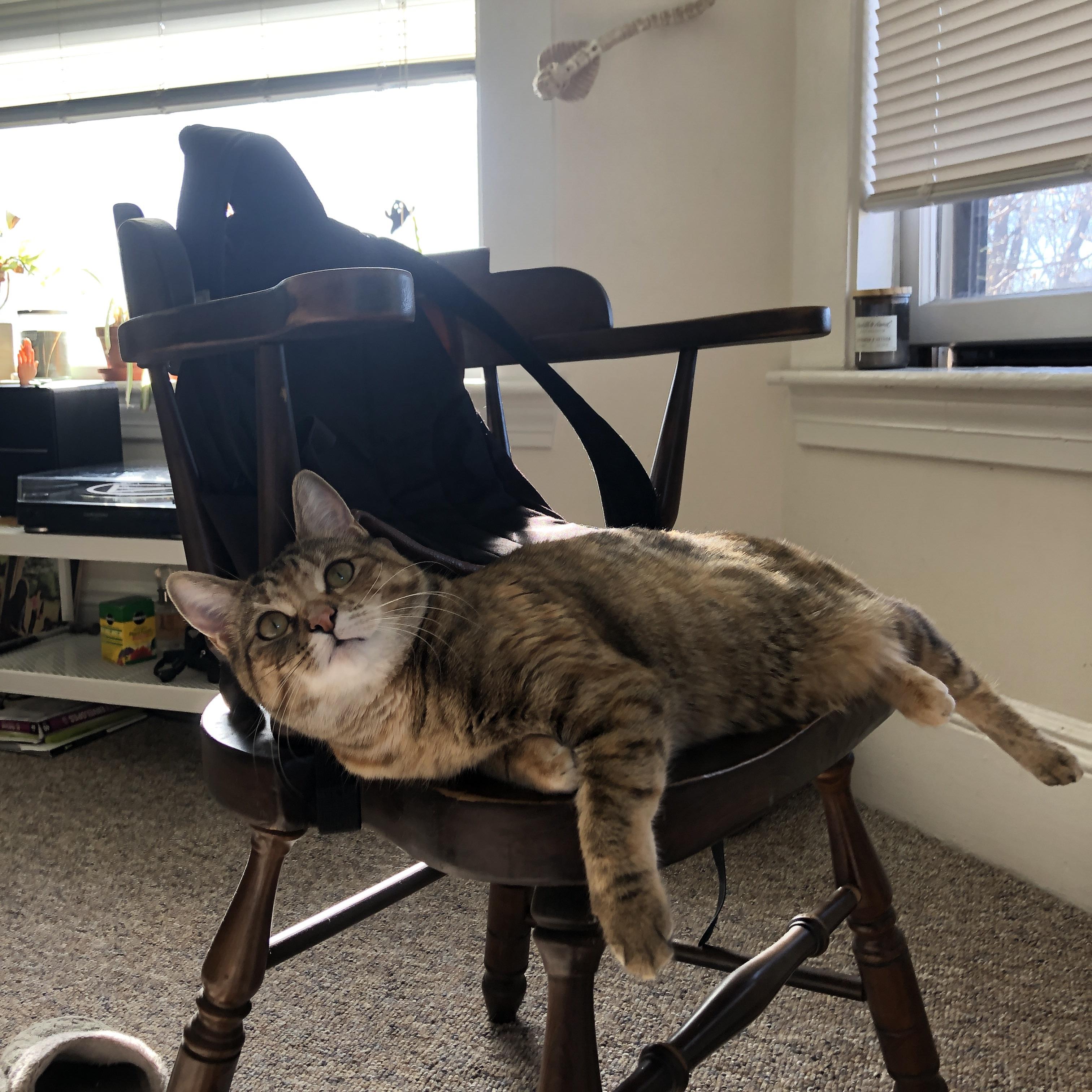 绿茵与硬木的碰撞，意甲焦点战与马刺黄蜂鏖战全解析