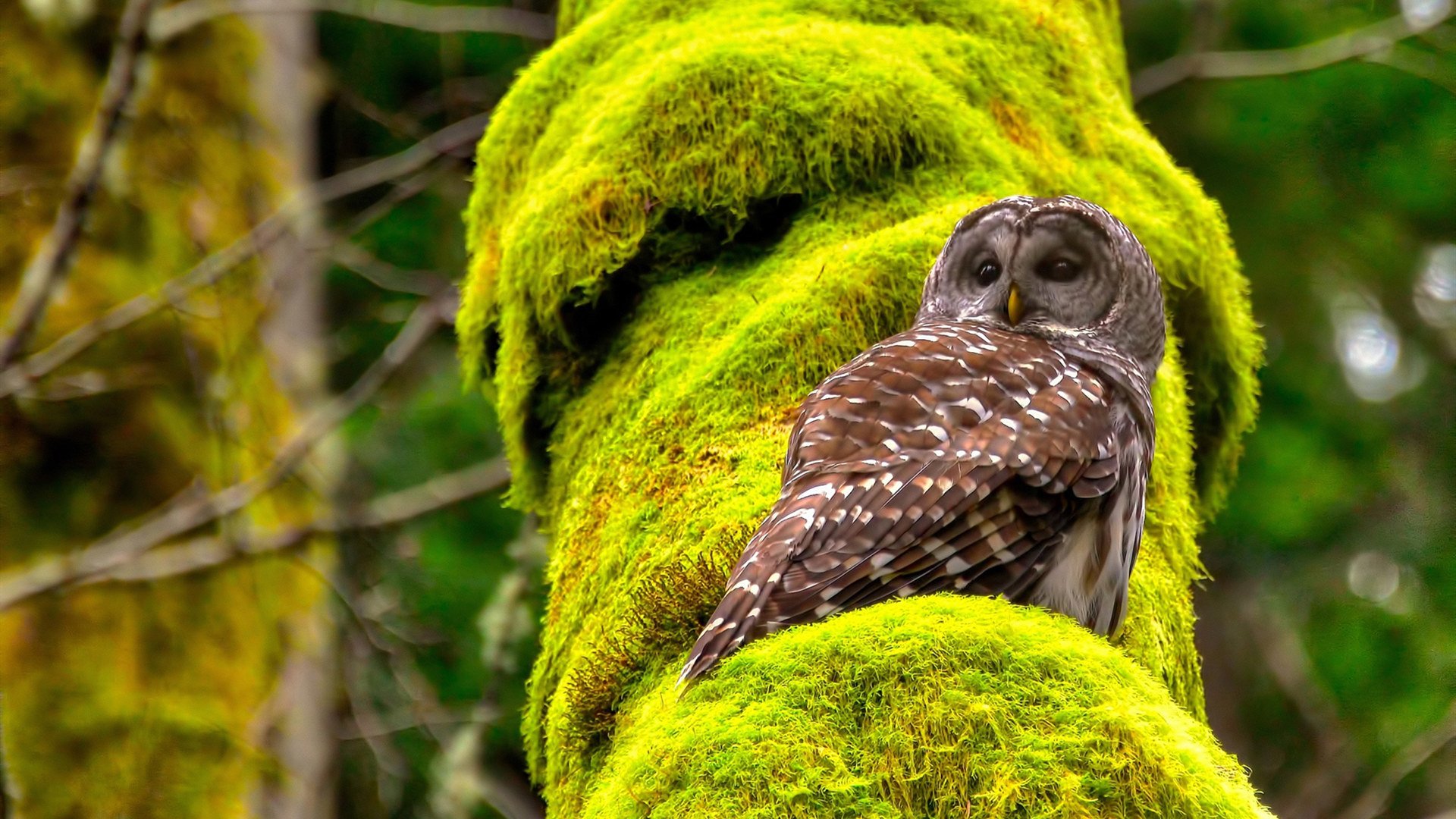 当飞鹰撕破屏障，德罗赞在亚特兰大的无声宣言