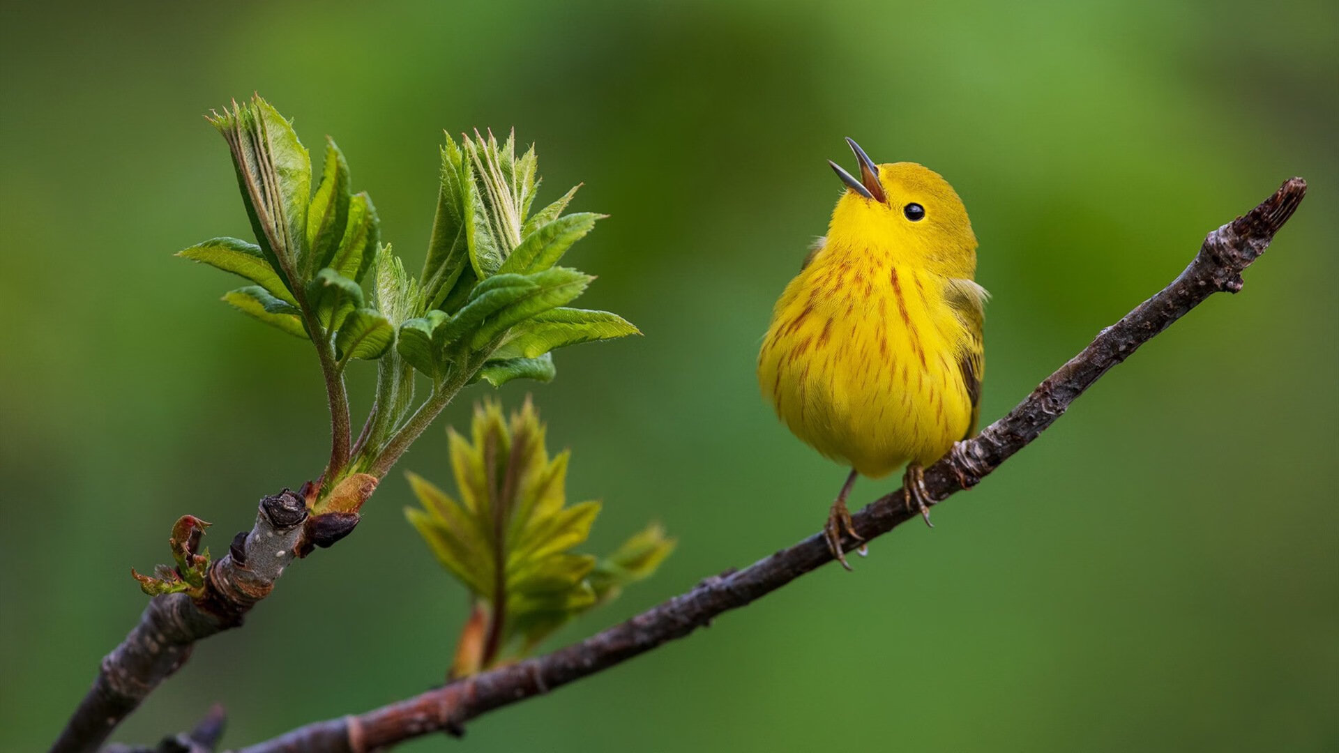 您提供的新疆队显然是一个有趣的中外篮球语境混合。我将在此基础上,为您创作一篇符合NBA赛事逻辑的文章。这里将新疆队理解为一场虚构的焦点对决中的强劲对手
