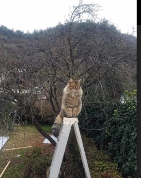 关键先生黄喜灿闪耀,加纳斩落德甲劲旅勒沃库森