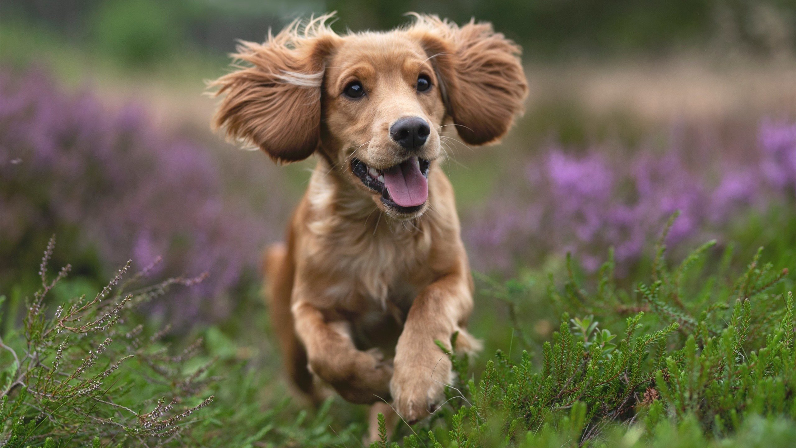 无形的手,戈贝尔如何用沉默的节奏,让国王窒息于恩比德的轰鸣中?