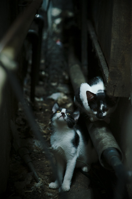 改写战局的神奇之手,哈利伯顿三分绝杀,魔术险胜新疆登顶