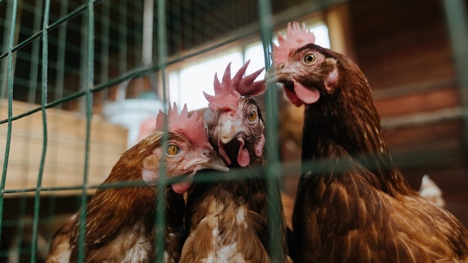 改写战局的神奇之手,哈利伯顿三分绝杀,魔术险胜新疆登顶