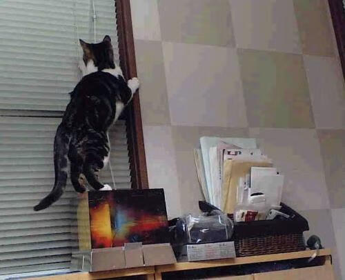 速度与高度,F1街道赛焦点战与篮网险胜新疆队的体育狂欢夜