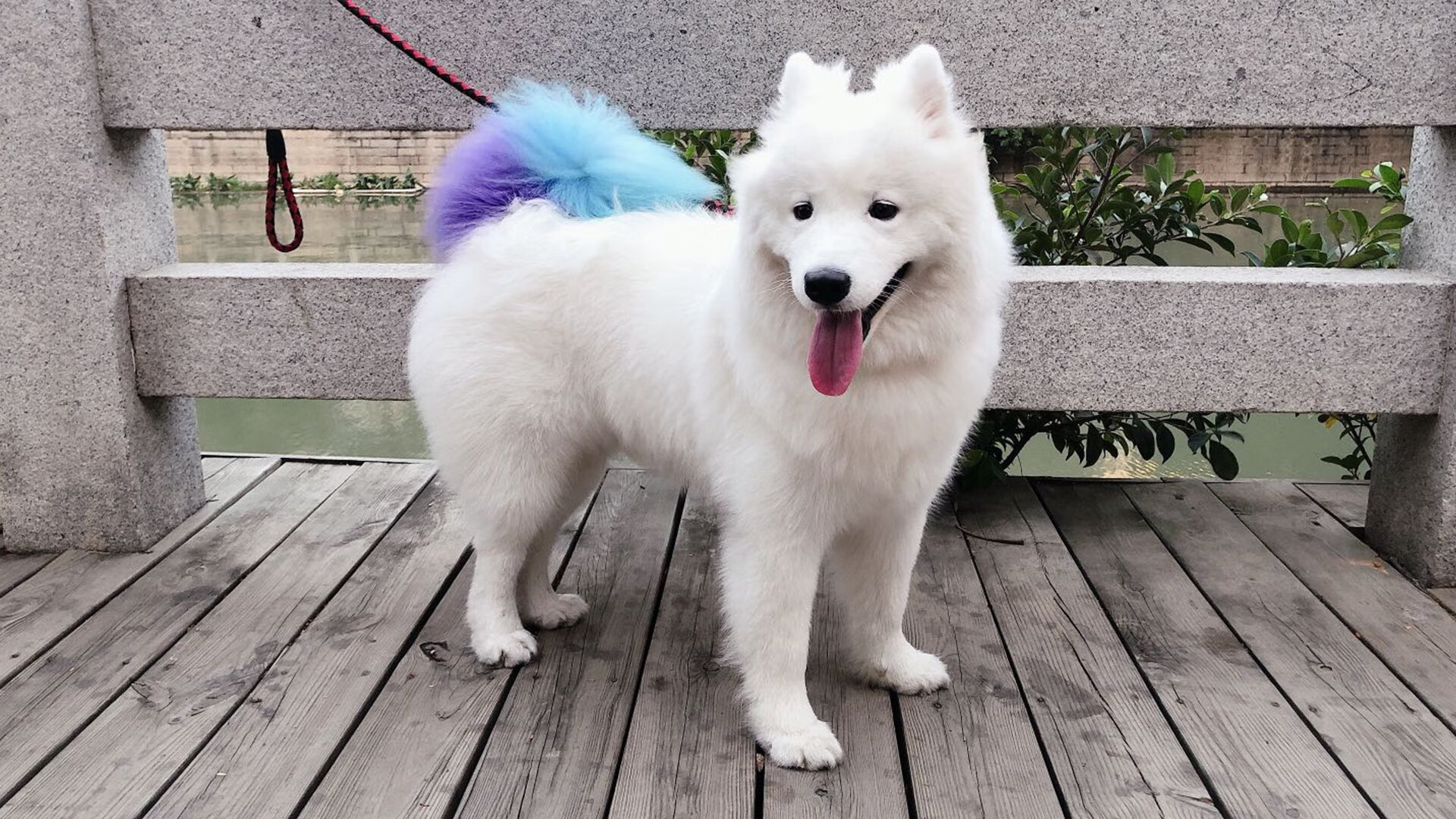 新王的加冕与旧主的归来，当绿茵场的光辉照亮F1赛道