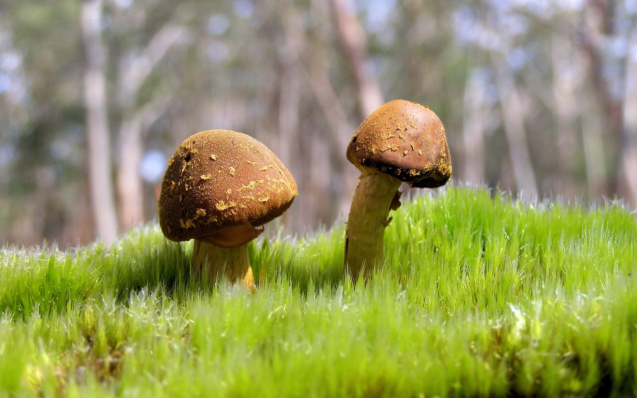 冰与火之歌，小贾伦末节觉醒，步行者寒刃出鞘终斩马刺