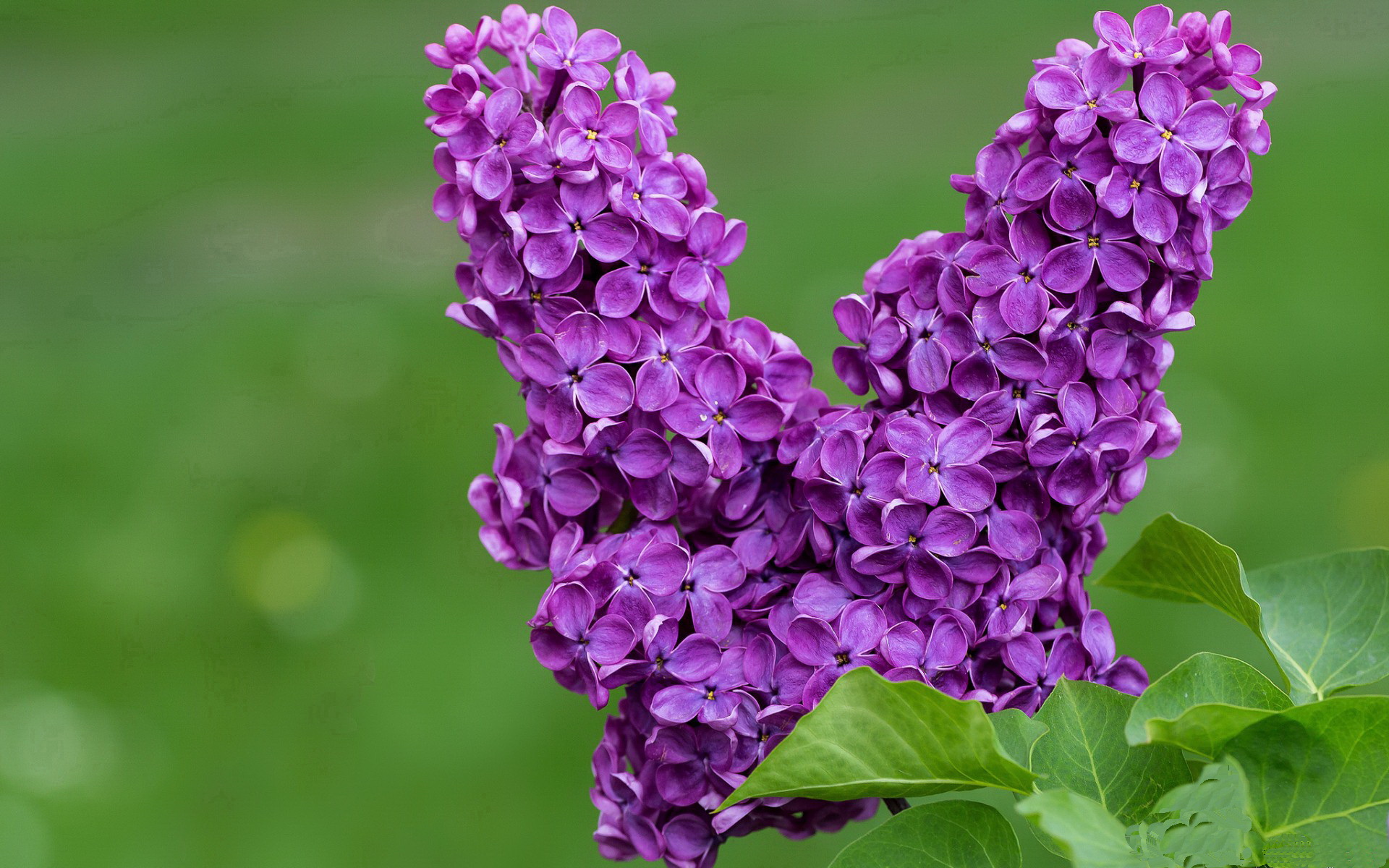 钢铁防线,戈贝尔的禁区统治如何终结老鹰的逆袭之翼