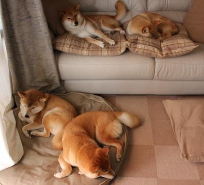 夜幕下的狐步,当F1揭幕战成为福克斯的狩猎场