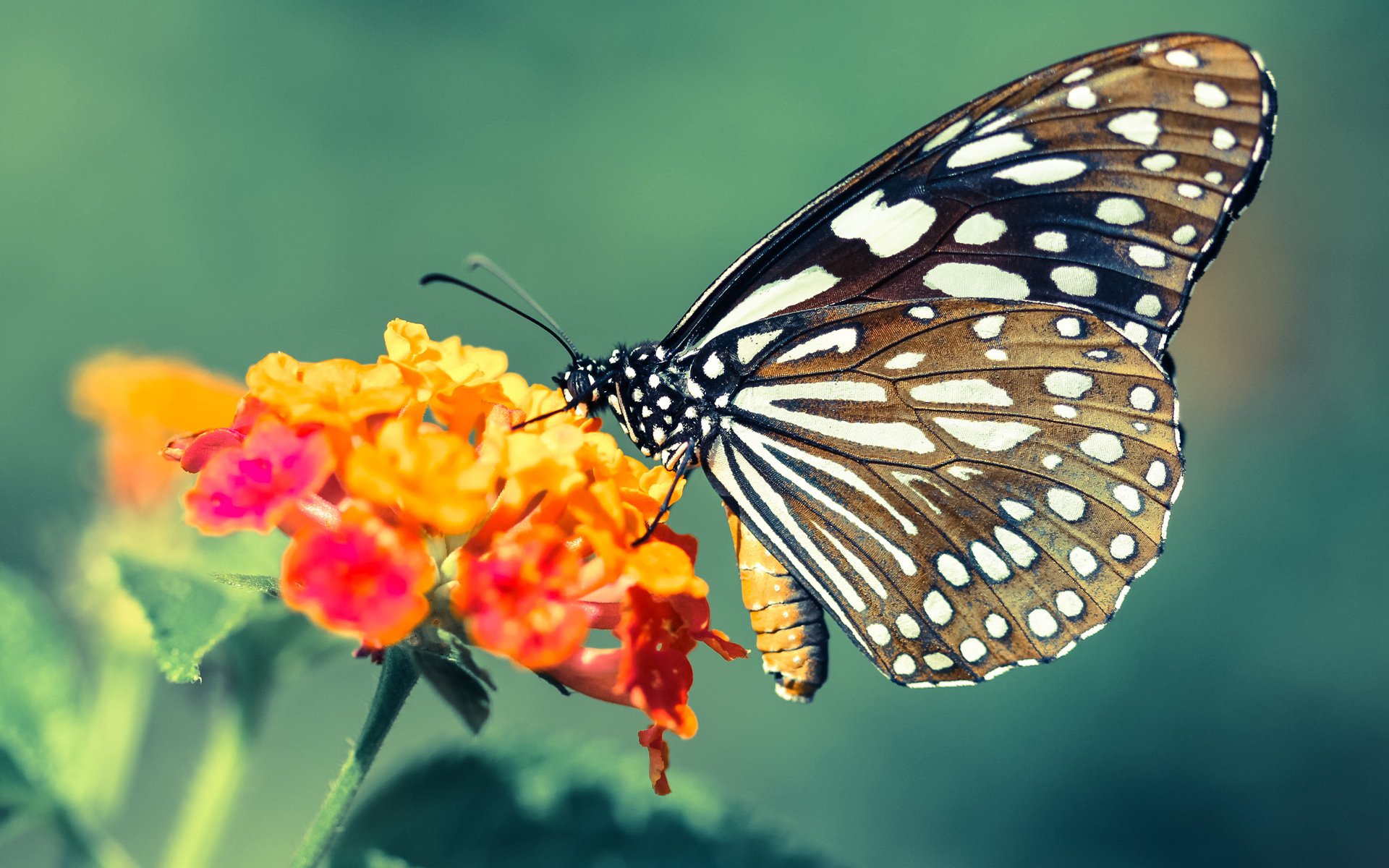 冰与火之歌，哈登烈焰独舞映照热火战术坚冰