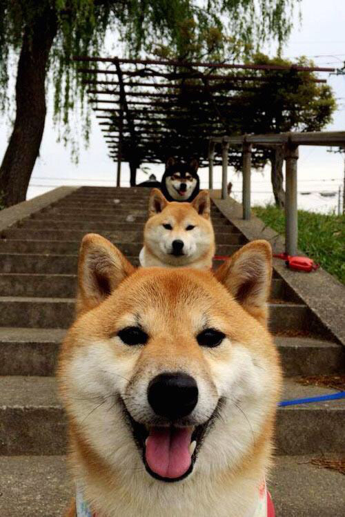 维也纳之夜,谁主沉浮?无名门神拉亚的逆袭诗篇