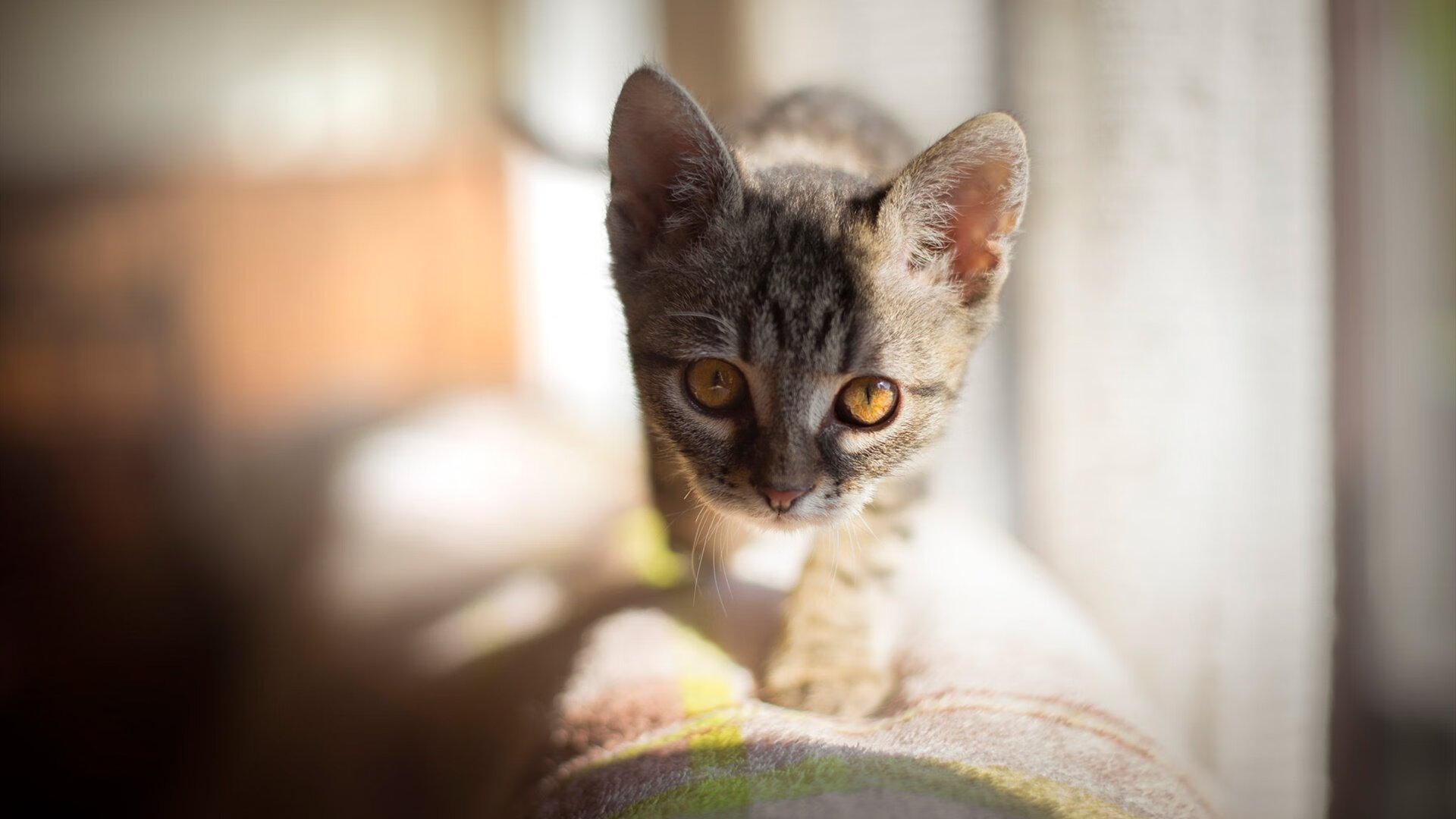 引擎轰鸣与地板震颤,一场平行时空的焦点战