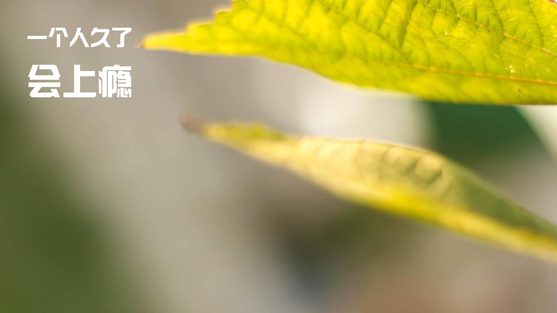 战术秩序与个人英雄主义，足球世界的两极共鸣