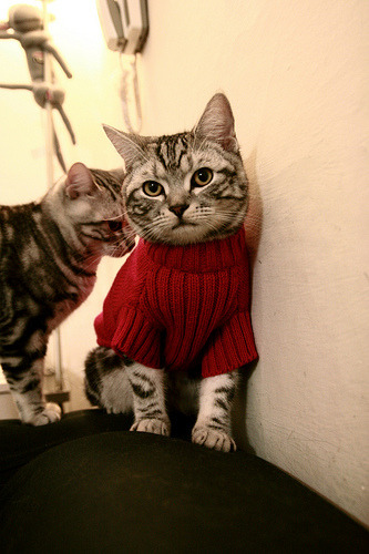 绝对焦点！武切维奇狂轰35+20统治内线，骑士主场碾碎广厦不败金身